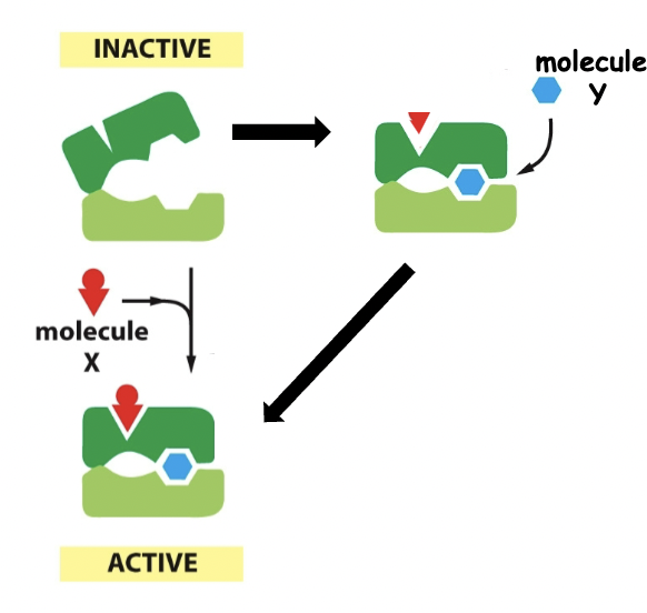 <p>Inactive → active (both easily bind)</p>