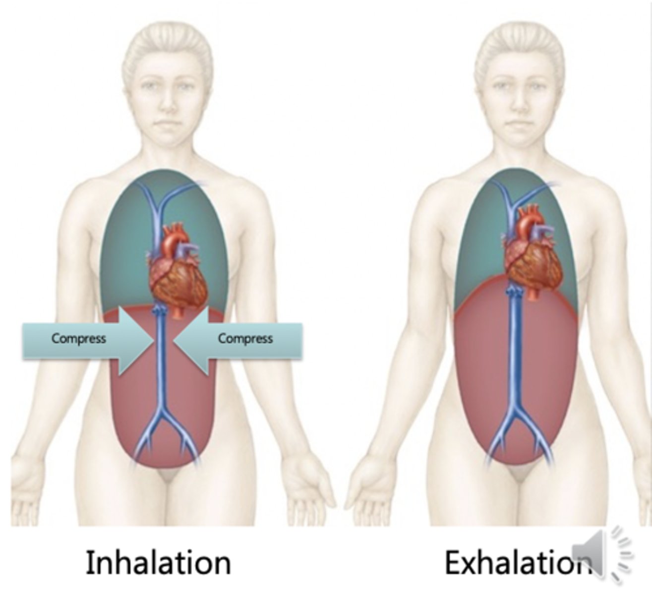 <p>cycling pressure changes during breathing move blood toward heart by squeezing abdominal veins as thoracic veins expand; in inspiration, abdominal pressure increases and blood forced up from abdominal area into thoracic area; in expiration, abdominal pressure decreases and blood from lower limbs allowed into abdominal veins (like when taking kink out of hose) - thoracic pressure also increases causing blood to be pushed into heart from this area</p>