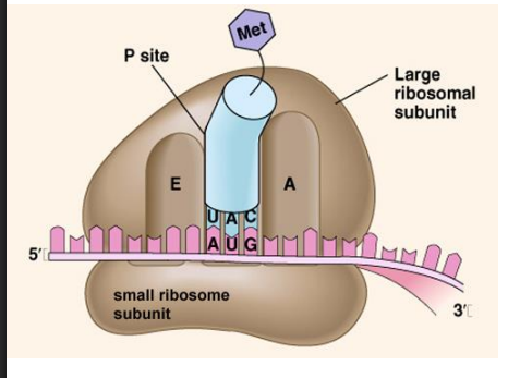 <ul><li><p>site of protein synthesis</p></li><li><p>made of ribosomal RNA and proteins</p></li><li><p>consist of small ribosome subunit and large ribosomal subunit</p></li><li><p>three tRNA sites</p></li><li><p>A site: acceptor site</p></li><li><p>P site: peptide site, polypeptides formed here</p></li><li><p>E site: exit site, tRNA exits ribosome</p></li></ul><p></p>
