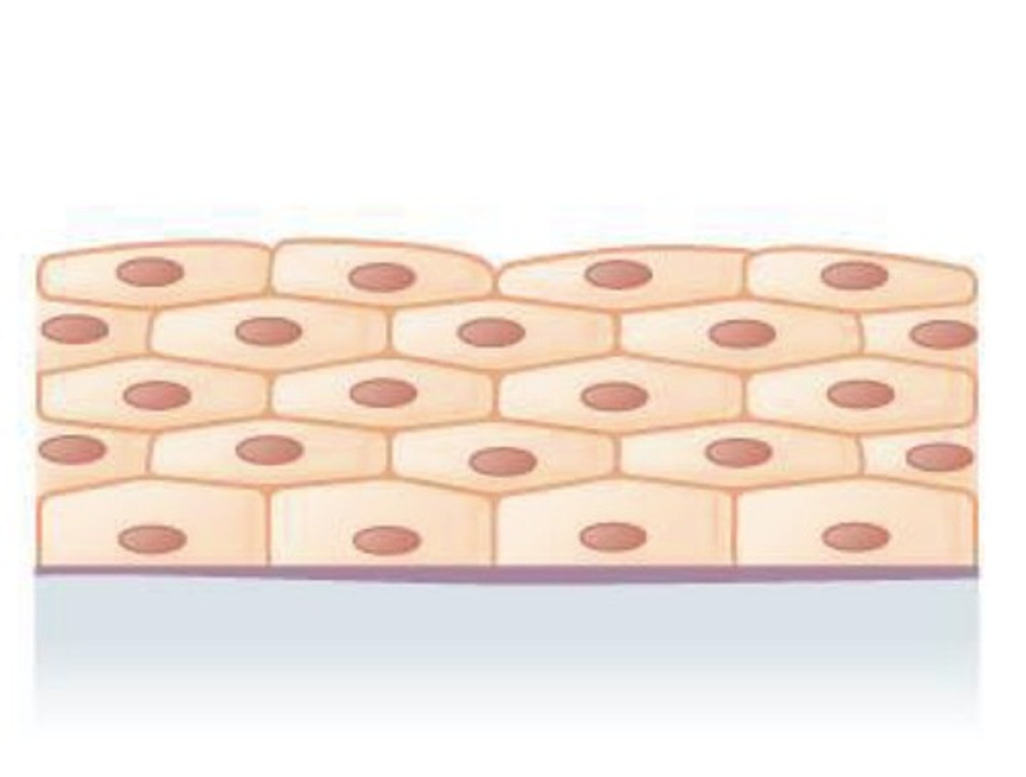 <p>What epithelial tissue is this?</p>