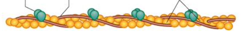 <p>hides a myosin binding site on the actin subunits</p>