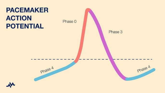 <p>Step by step of pacemaker (SA) node AP (3)</p>