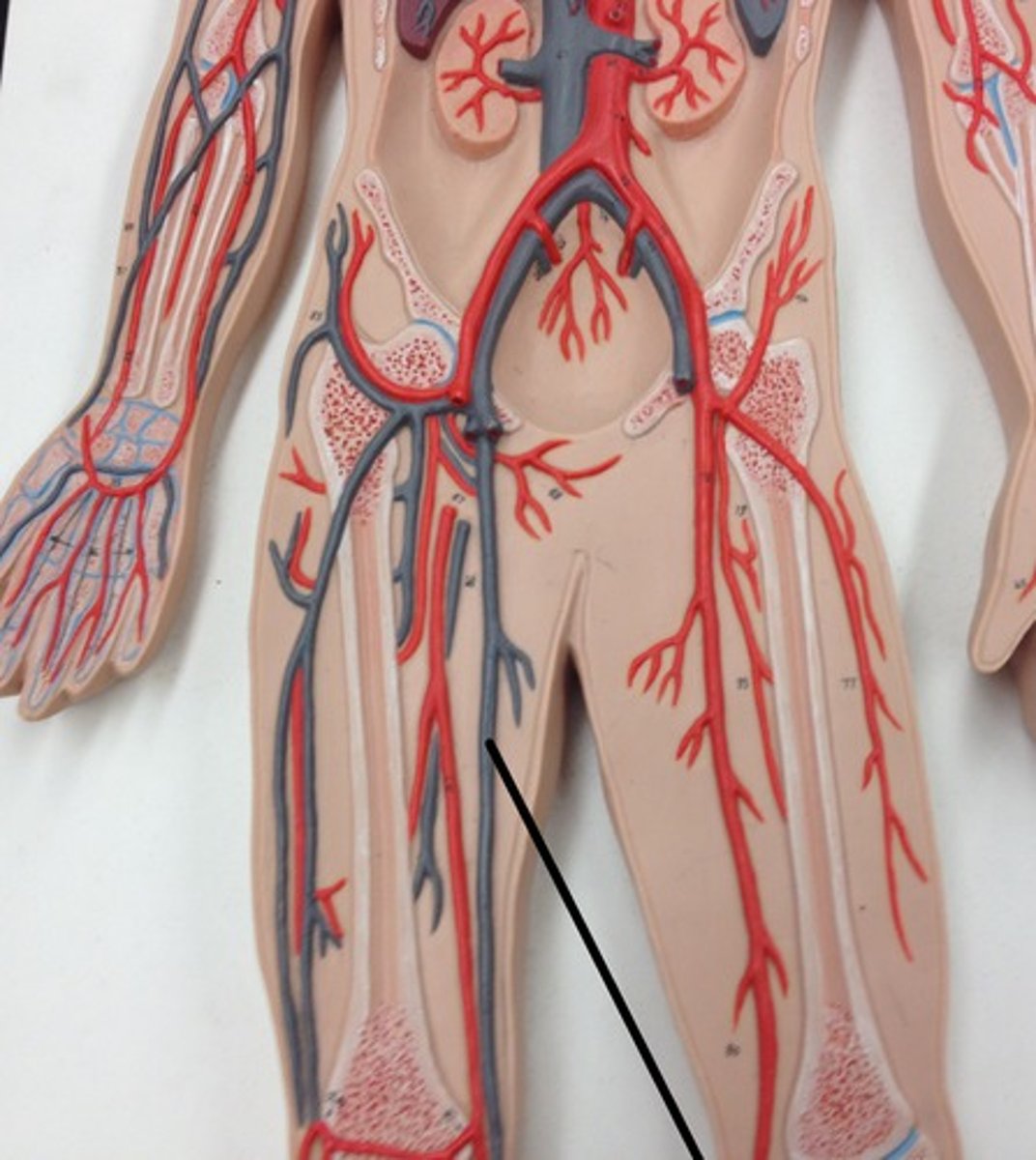 <p>The longest vein in the body, running along the length of the leg and draining into the femoral vein.</p>
