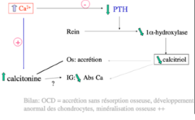 <p>Ostéochondrose, os se déforment (radius curvus), cartilages de croissance sont modifiés. Les excès de calcium sont d’autant plus graves autour du sevrage. <span data-name="arrow_upper_right" data-type="emoji">↗</span> des dysplasies des coudes et des hanches et calcification des tissus mous Cf. Schéma →</p>