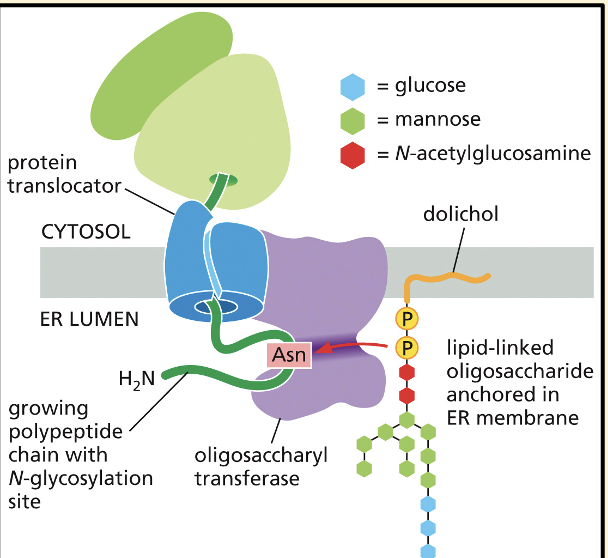 <ol><li><p>During transport into the ER lumen or ER membrane many proteins are glycosylated</p></li><li><p>When an appropriate asparagine (Asn) enters the ER lumen, it is glycosylated by the covalent addition of a branched oligosaccharide side chain</p></li><li><p>Glycosylation is critical for physiological and pathological cellular functions of many proteins</p></li><li><p>Changes in glycosylation can modulate inflammatory responses, enable viral immune escape, promote cancer cell metastasis or regulate apoptosis.</p></li><li><p>Very few proteins in the cytosol are glycosylated, and those that are have only a single sugar attached to them.</p><p></p></li></ol><p></p>