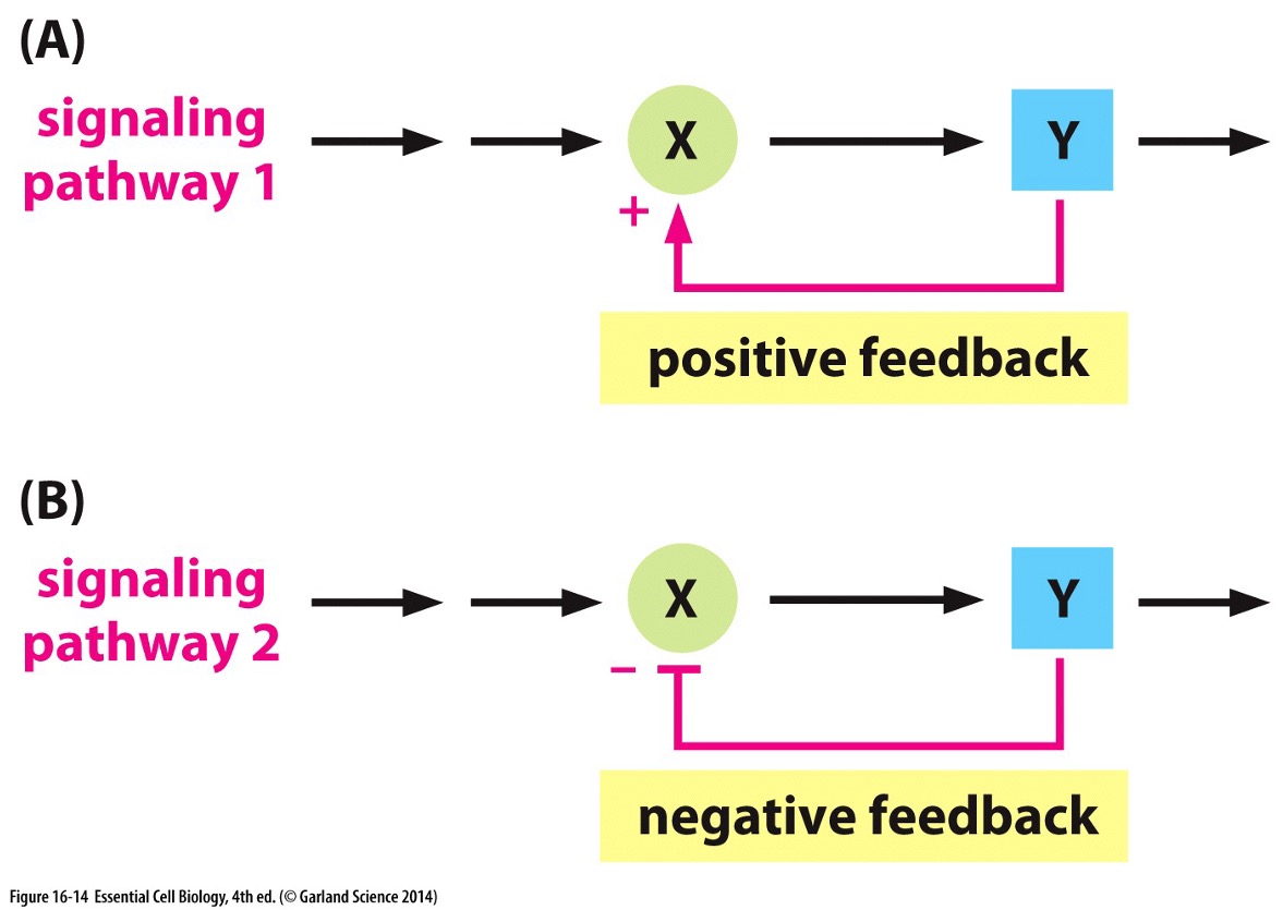 <p>Modification of protein function through </p>