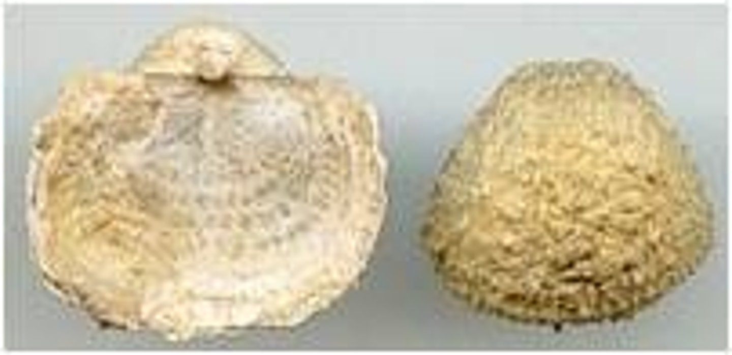 <p>complex brachiopods w/ complex hinges, teeth, and hard shells</p>