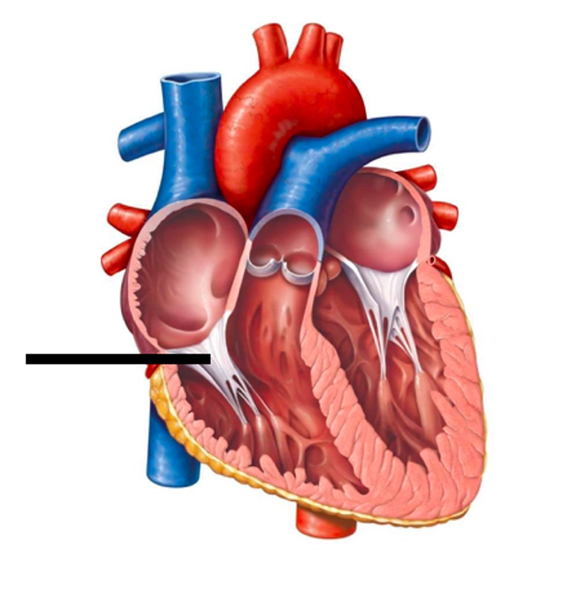 <p>prevent back flow of blood into the right atrium</p>
