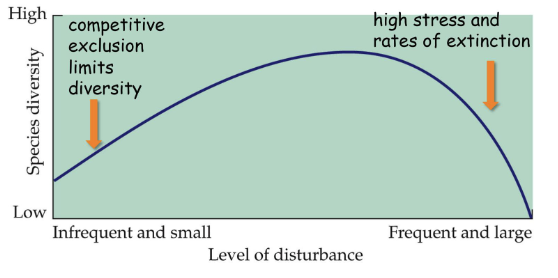 <ul><li><p>the greatest biodiversity in found in intermediate areas of disturbance</p></li><li><p><strong>intermediate disturbance hypothesis</strong></p></li></ul><p></p>
