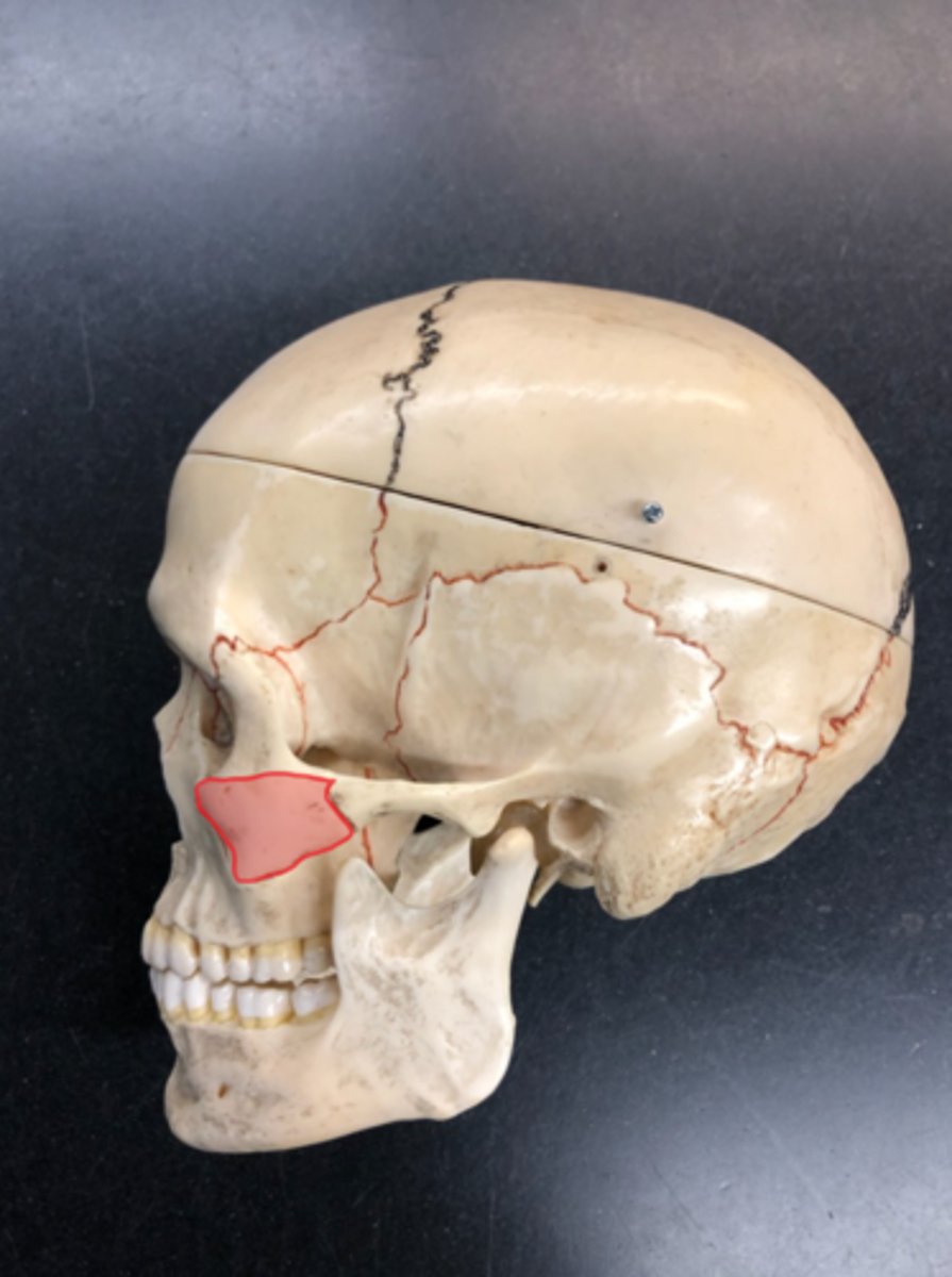 <p>Connects to the temporal bone; infront of zygomatic arch</p>