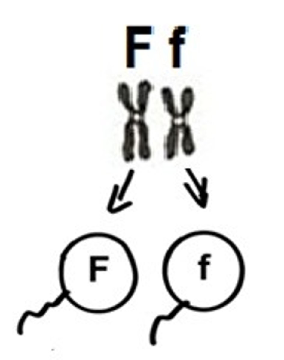 <p>The separation of alleles during meiosis or gamete formation</p>