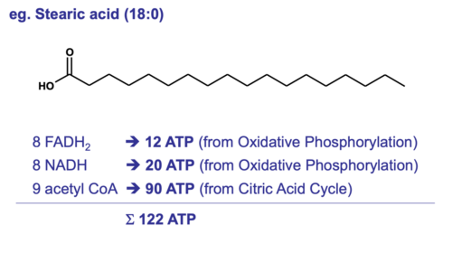 <p>122 ATP compared to 30 ATP from a single glucose molecule.</p>