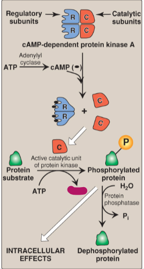 <p>Label the actions of cyclic adenosine monophosphate.</p>