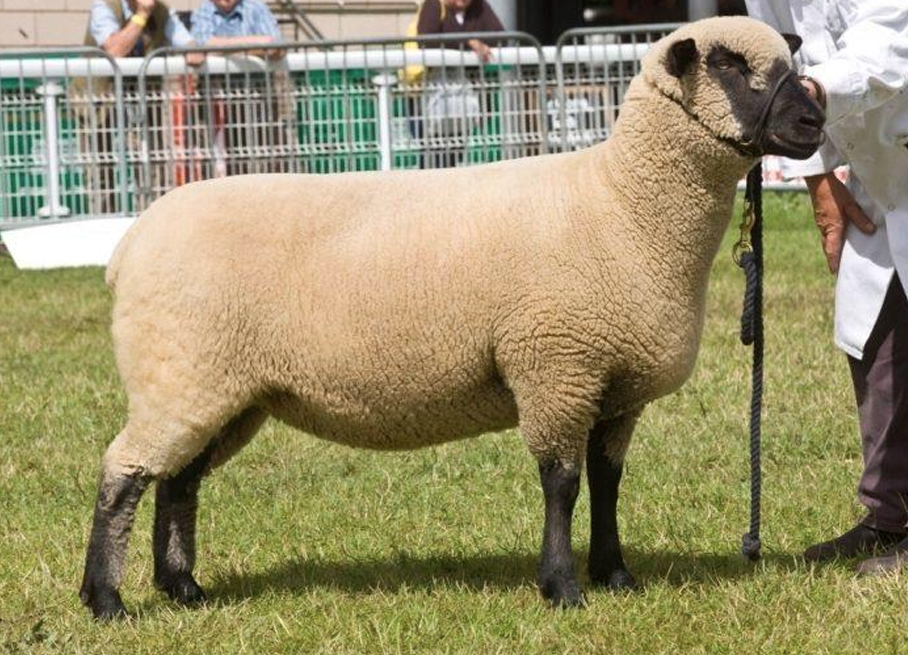 <p>What is the Name and Category of this sheep?</p>