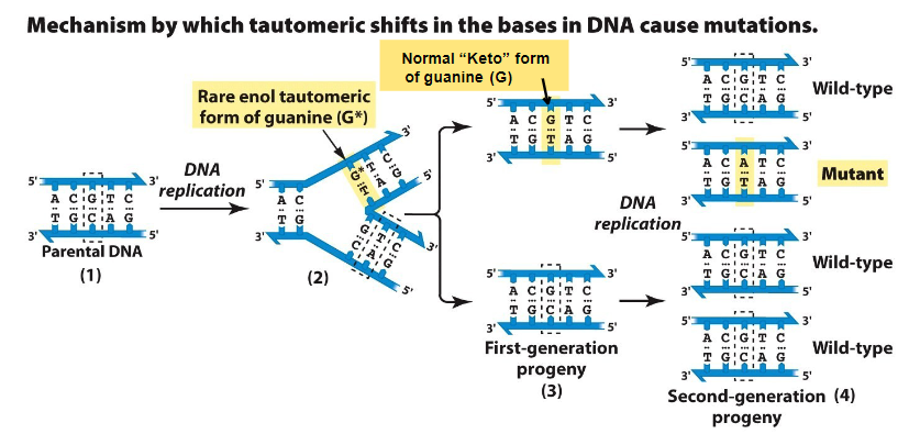 <p><strong>Normal Base</strong><br> Guanine (G) in its normal keto form pairs correctly with cytosine (C)</p><p><strong>Rare Tautomeric Form</strong><br> Guanine shifts to its rare enol form (G*)<br> This form mispairs with thymine (T) during DNA replication</p><p><strong>Replication Process</strong><br> Parental DNA contains G in normal keto form<br> During replication, G* pairs with T instead of C<br> First-generation progeny contains half normal half G paired with T<br> Second-generation contains ¾ normal and ¼ mutant since G paired with C correctly from first-gen progeny parent but T paired with A which wasn’t there before</p><p><strong>Result</strong><br> A single base change occurs: G → A transition mutation<br> Mutation appeared in second gen progeny</p>