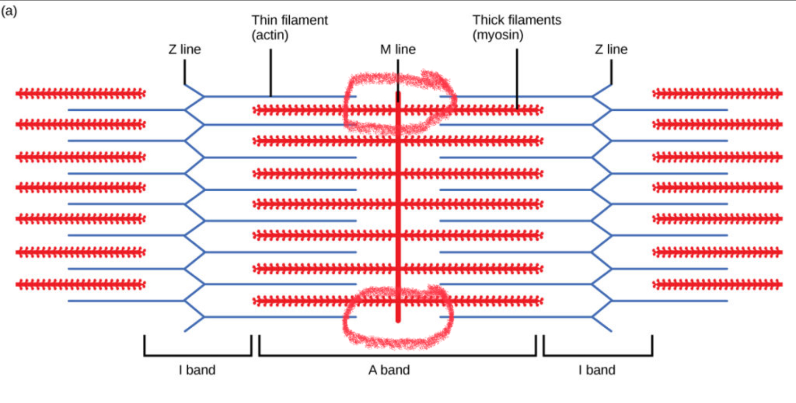 <p><strong>Center of the A band</strong> where <strong>only thick filaments (myosin)</strong> are present. It <strong>gets smaller</strong> when the muscle contracts.</p>