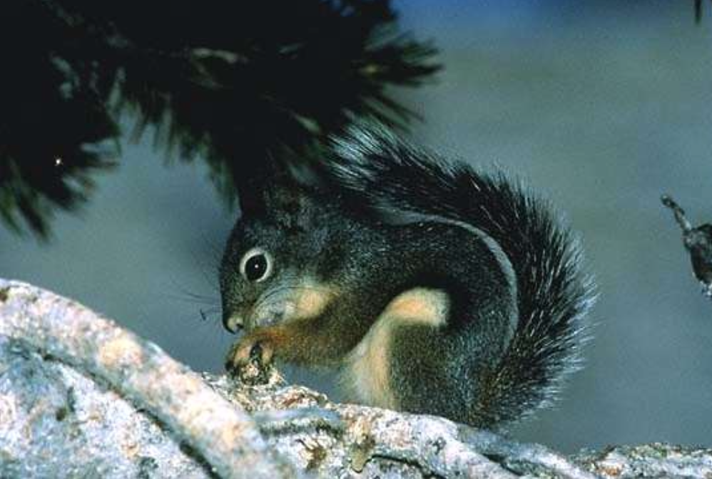 <p>red (pine) squirrel</p>