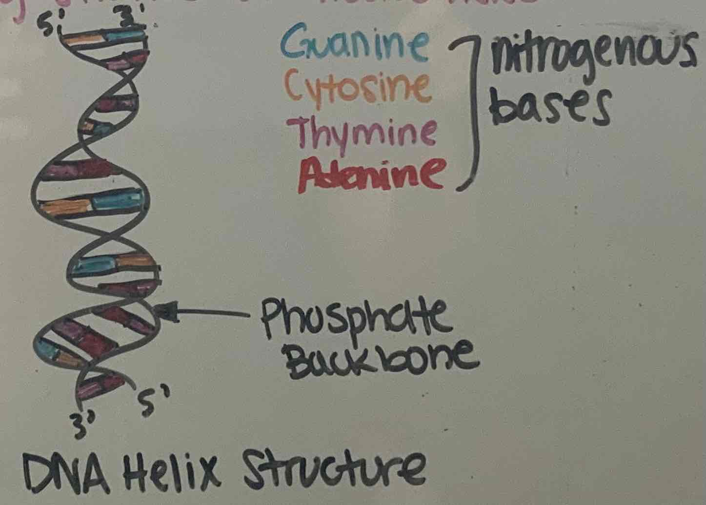Deoxyribose Nucleic Acid (DNA) Flashcards Knowt