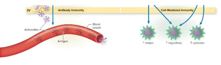 <ul><li><p><span style="color: blue">Leads to the production of T helper cells, T regulatory cells, (specialized effector cells) and T cytotoxic cells (memory T cells)</span></p></li><li><p><span style="color: red">Leads to antibody immunity</span></p></li></ul>