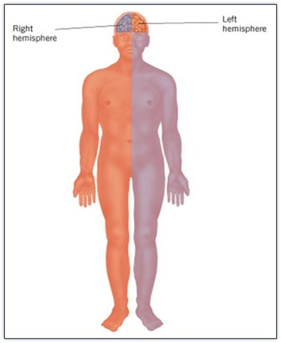 <p>Left primary motor cortex controls muscles on right side of body and vice versa</p>