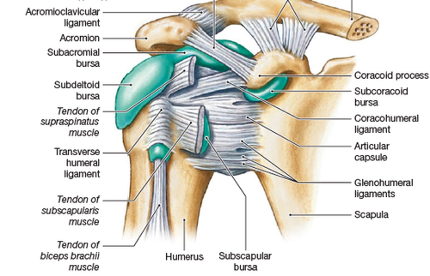 <p>Subdeltoid, subacromial, subcoracoid, and subscapular bursae.</p>