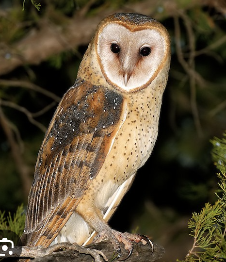 <p>Open areas, including: desert, marshes, grasslands, and ag fields</p>