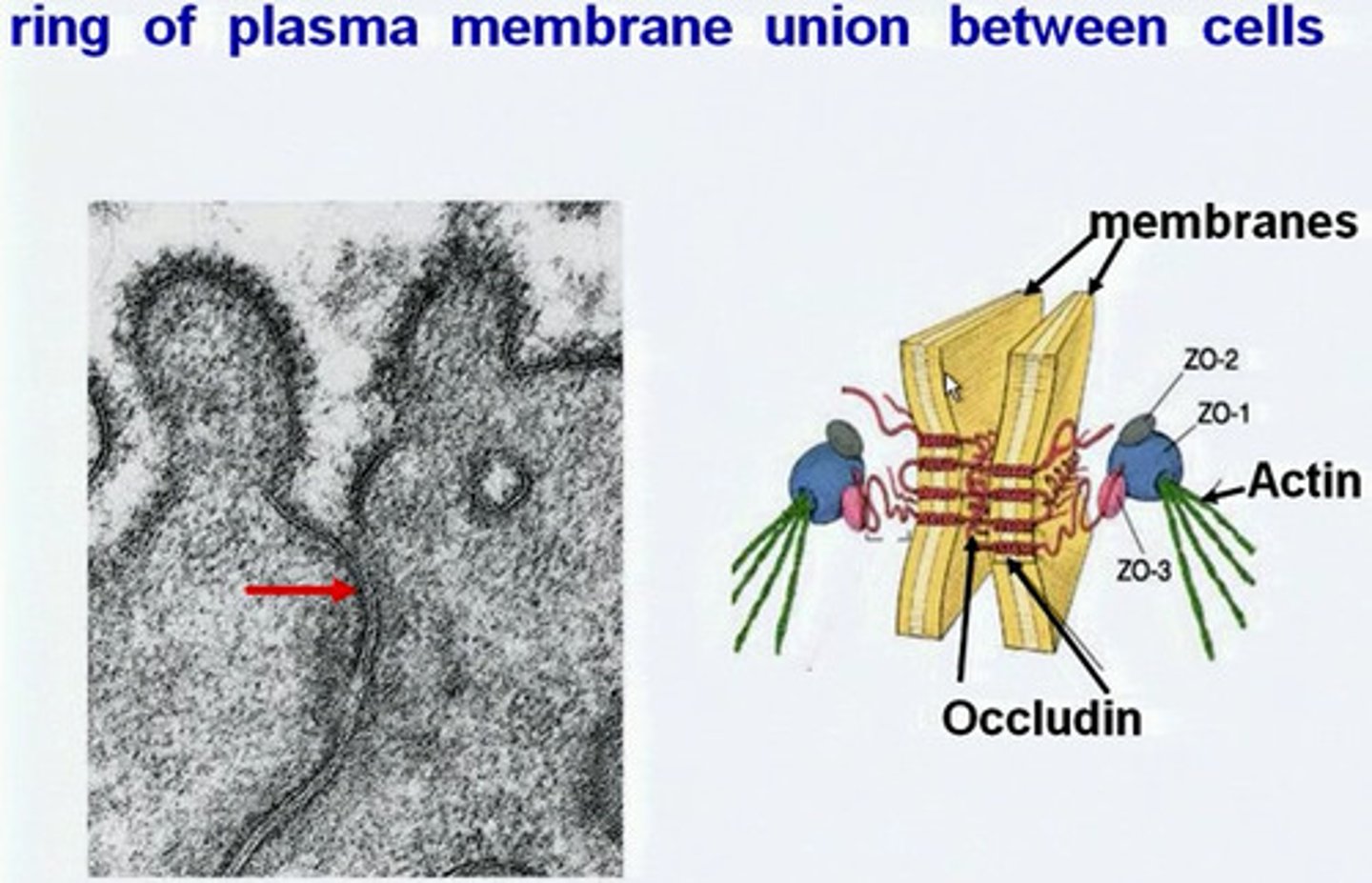 <p>zonula occludens (ZO) - scaffold proteins with PDZ domains</p>
