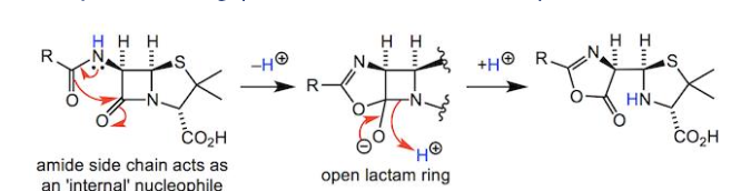 <p>Under acidic conditions, penicillin reacts with what to break to the b-lactam ring? What group makes Penicillin V orally available?</p>
