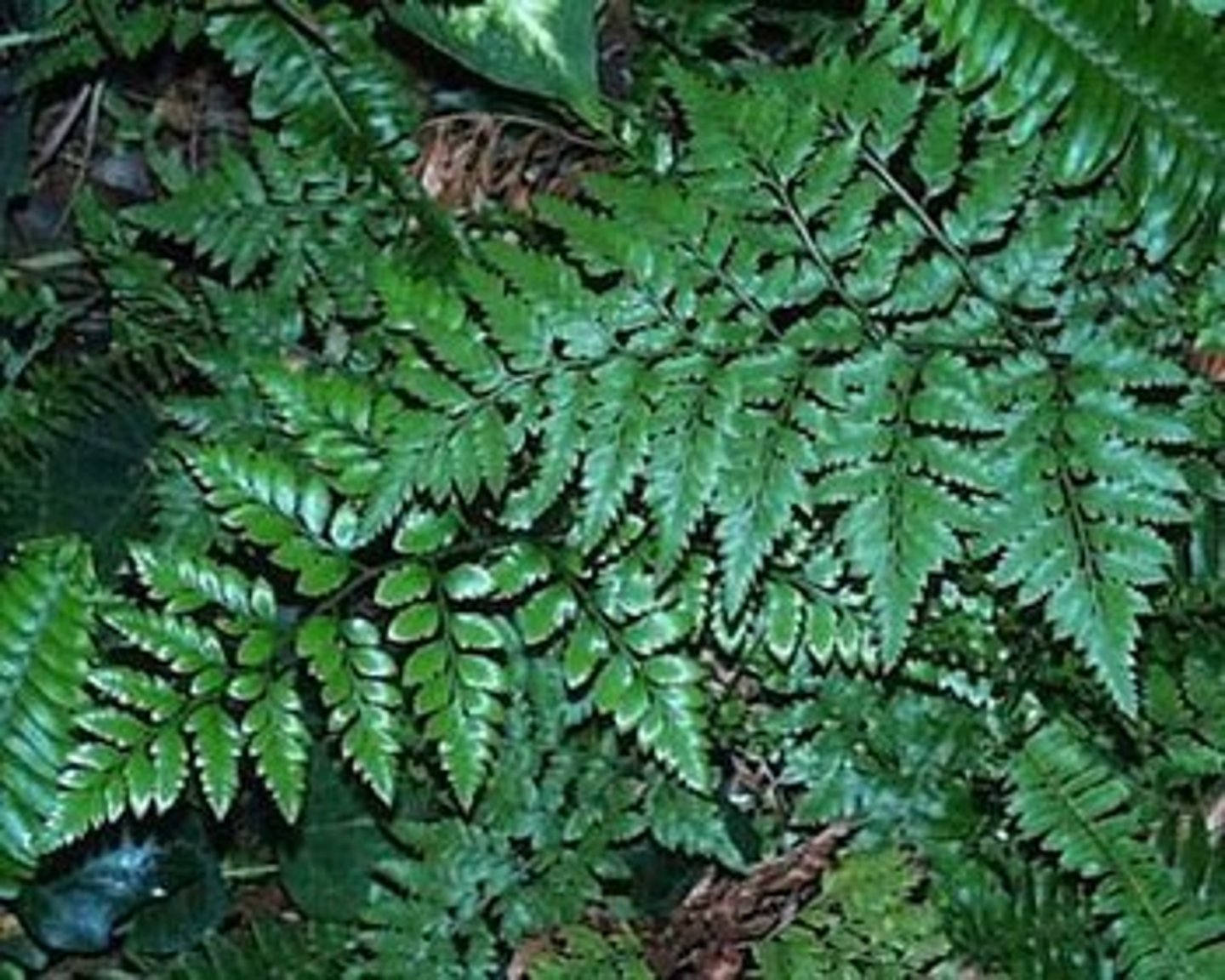 <p>(monilophyte) sori, megaphylls emerge as fiddleheads</p>