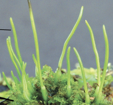 <p>Identify and label</p>