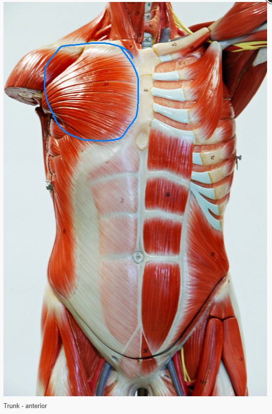 <p>What is the function of the muscle circled&nbsp;</p>