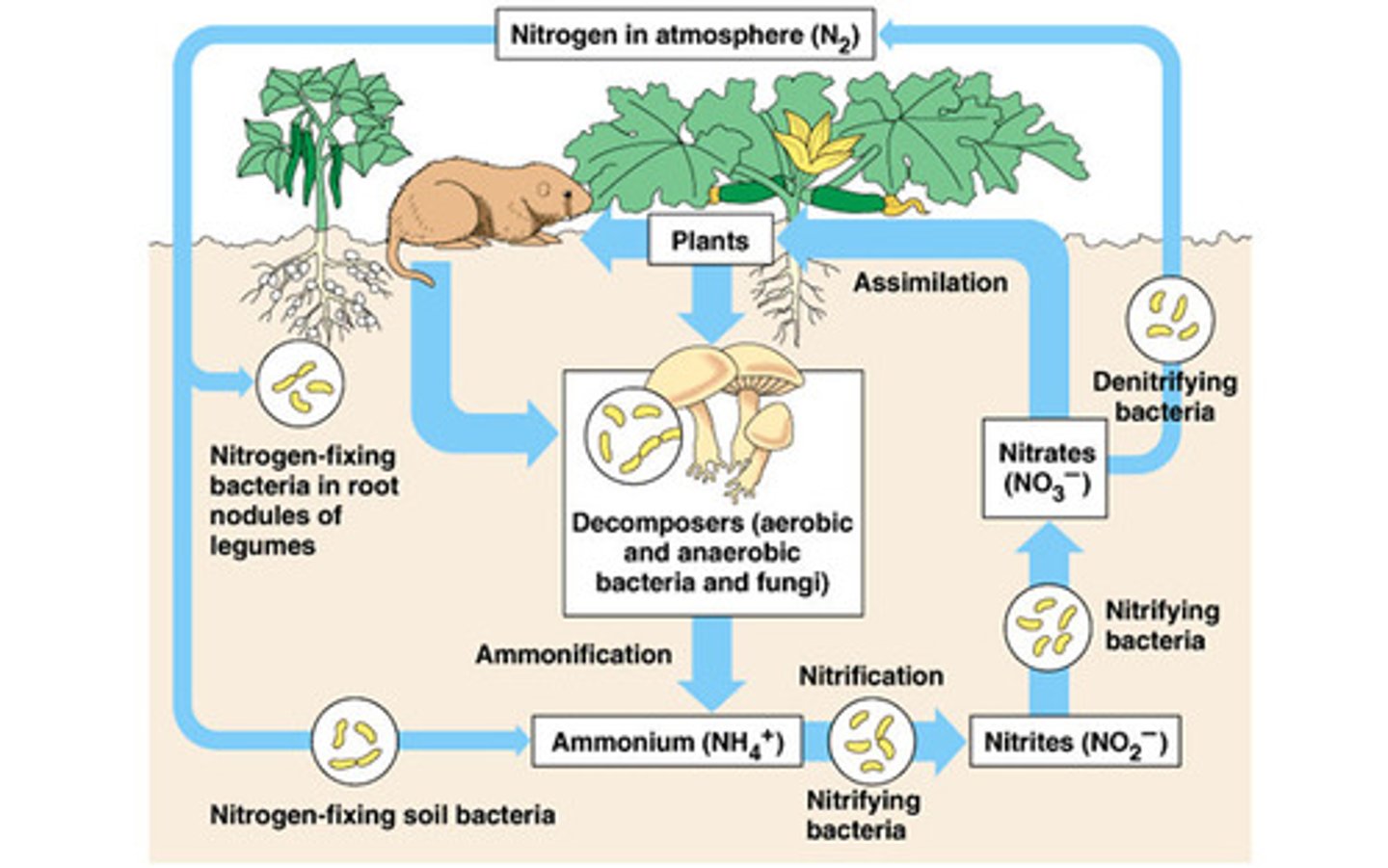 <p>Ammonia is converted into nitrites (NO₂⁻) and then nitrates (NO₃⁻) by soil bacteria.</p>