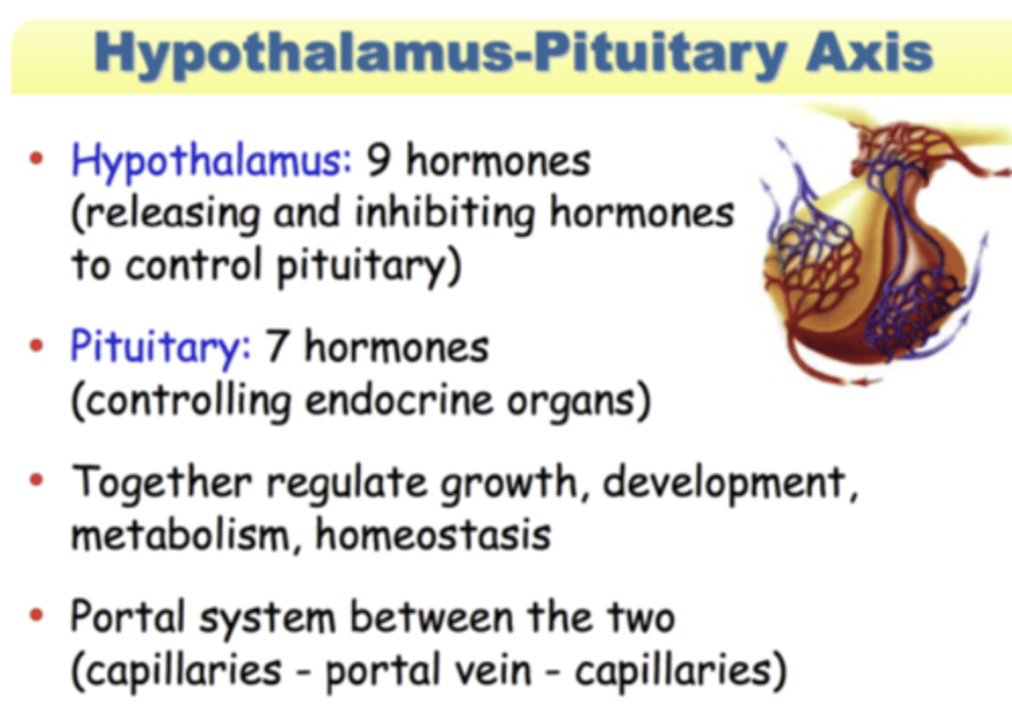 <p>hypothalamus and pituitary glands control the endocrine system and act as the 'command centre'</p><p>hypothalamus</p><p>-links between the nervous system and endocrine system</p><p>-maintains homeostasis by secreting hormones that stimulate/inhibit pituitary gland activity</p><p>pituitary glands</p><p>-pea shaped gland attached to hypothalamus</p><p>-has 2 lobes: anterior pituitary and posterior pituitary</p><p>-hormones stimulate cells of the body or act on other glands, regulating their secretions</p><p>-sometimes called the 'master gland'</p>