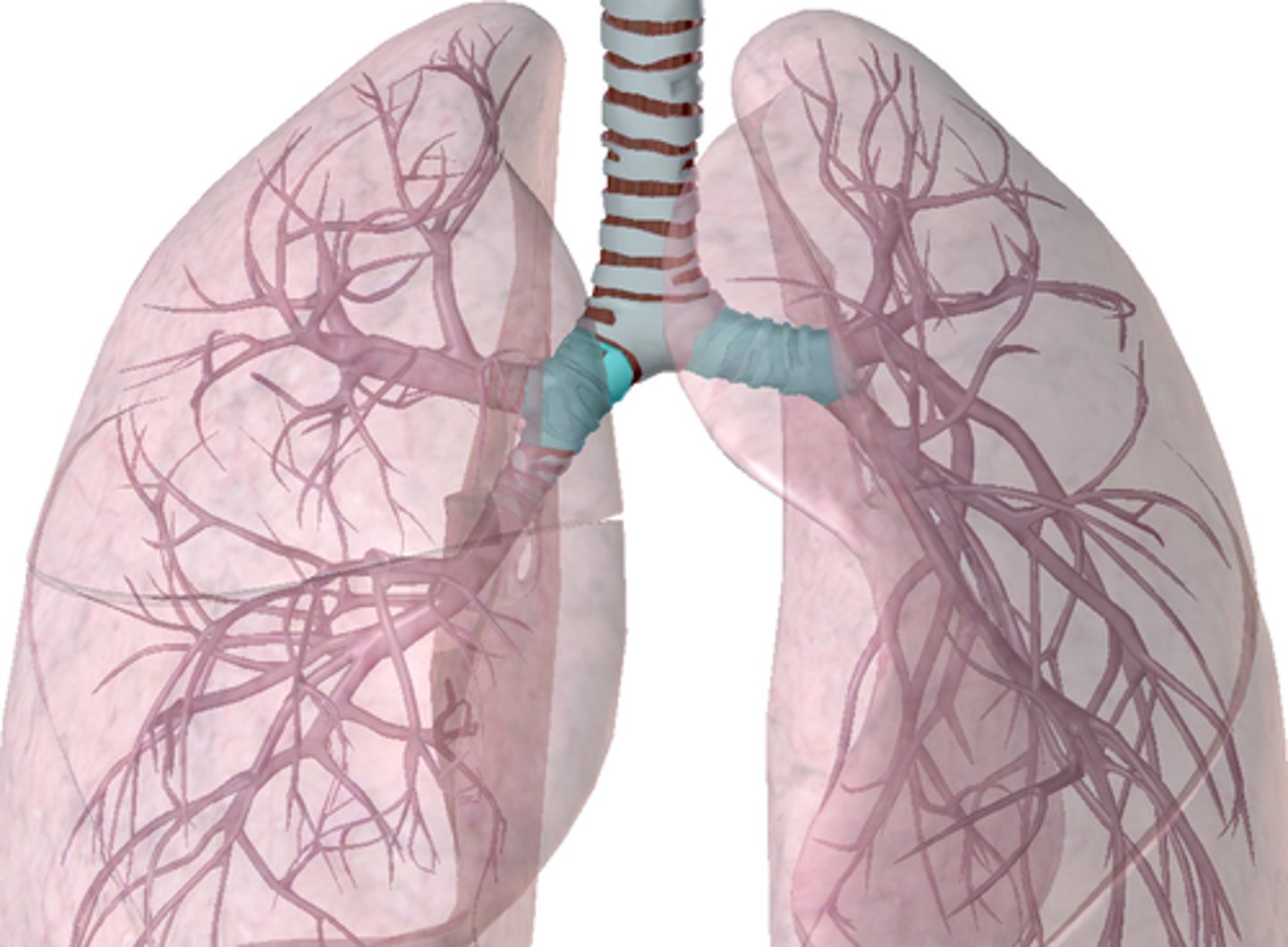 <p>Right and left main lung (primary bronchi)</p><p>- Right primary bronchus = wider, shorter, and straighter than left (left smaller to make room for heart)</p><p>- Bronchi subdivisions (bronchioles) -> Air sacs (alveoli)</p>