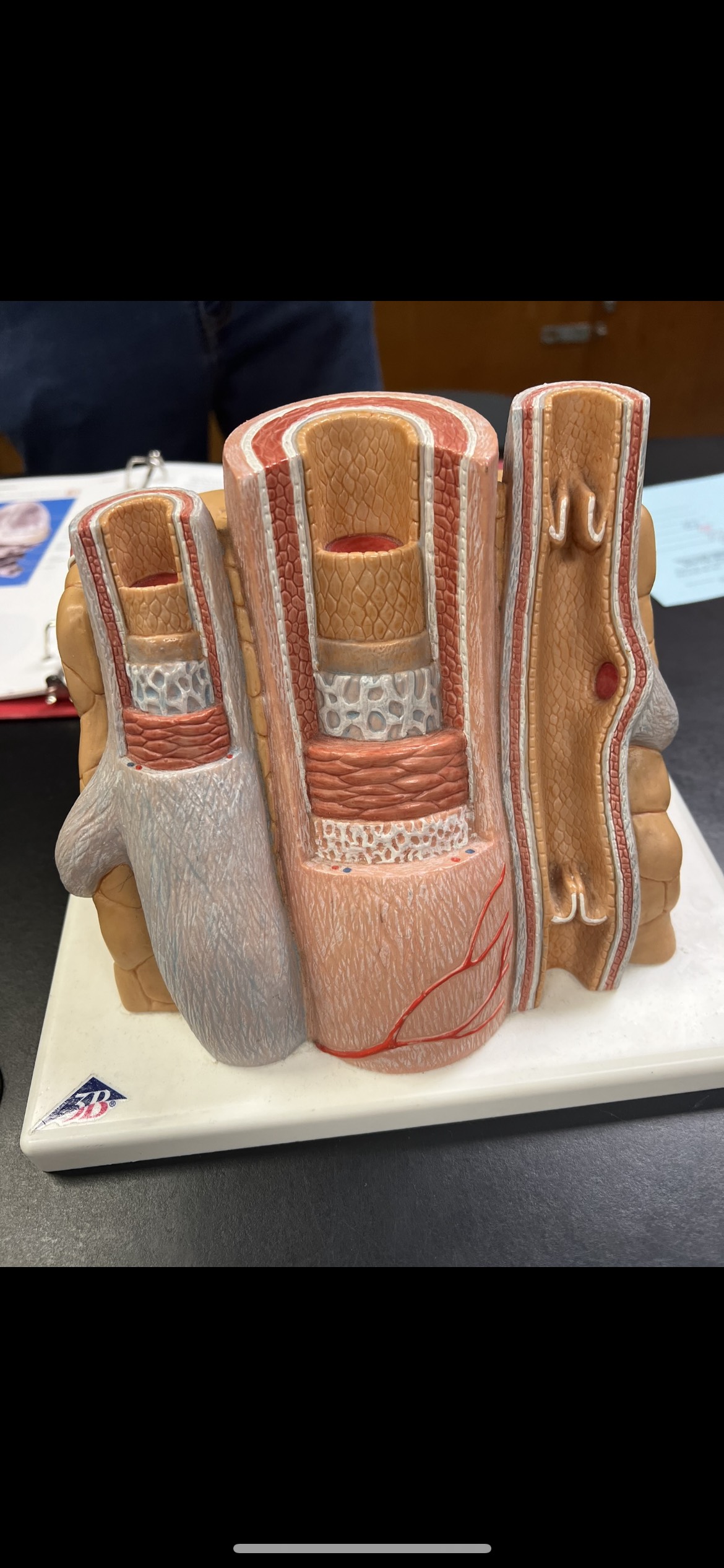 Endothelium 