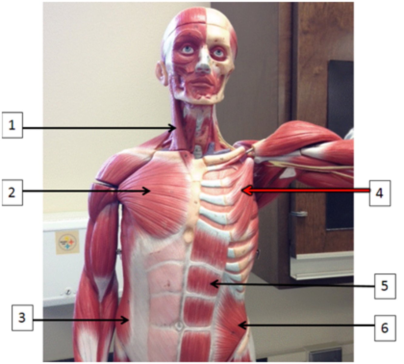 <p>Identify the muscle labeled 2.</p>