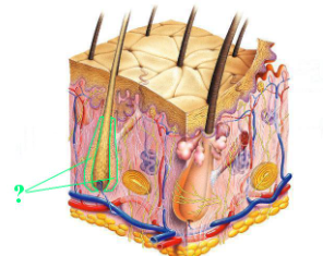 <p><span>Identify the indicated structure of the integument.</span></p>