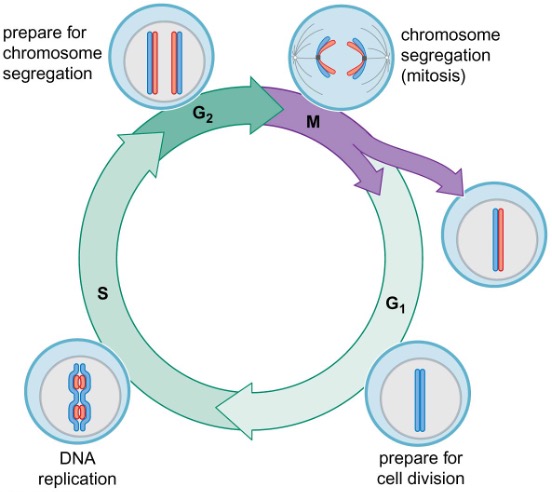 Mitotic cell cycle