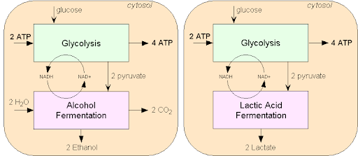 <p>In lactic acid fermentation, pyruvate (also known as pyruvic acid) from glycolysis changes to lactic acid. In the process, NAD+ forms from NADH. NAD+, in turn, lets glycolysis continue.</p>