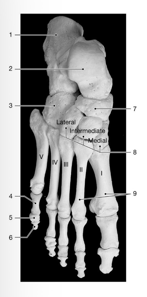 <p>Where are the metatarsals located? Bone #____</p>