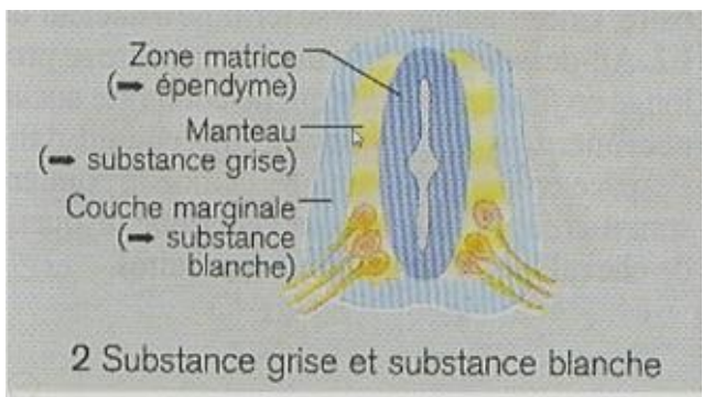 <p>la substance grise de la moelle épinière (zone des corps ç et des noyaux)</p>