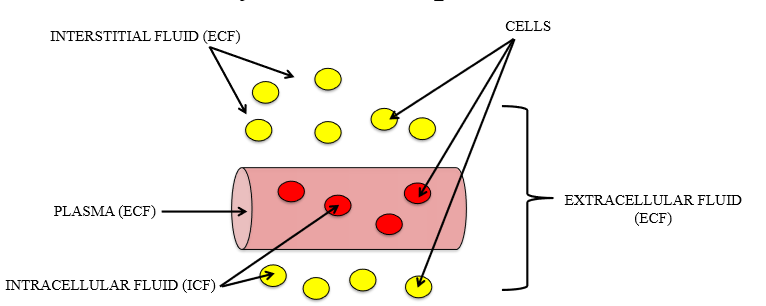 <p>intracellular and extracellular (plasma + interstitial)</p><p></p>