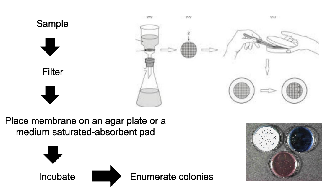 <ol><li><p><strong>Filter sample through membrane filter </strong>with pore size appropriate to microbe-of-interest</p></li><li><p>Place membrane to an agar plate or a medium saturated-absorbent pad</p></li><li><p>Incubate</p></li><li><p>Enumerate colonies</p></li></ol><p></p>
