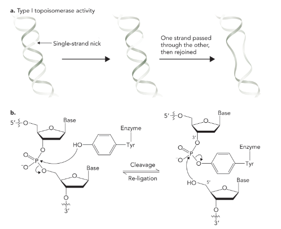 <ul><li><p>cleaves one strand of DNA</p></li><li><p>reduces supercoiled region by one turn </p></li><li><p>creates negative supercoil</p></li></ul><p></p>