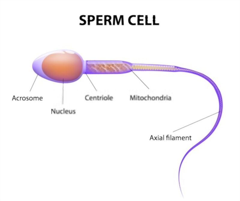 <p>Cells that carry DNA of the male parent to join with DNA of the female parent</p><p>Head - pointed to pierce egg wall</p><p>Cap on head (acrosome) - contains digestive material to break down egg membrane</p><p>Mitochondria rich tail - to fuel propulsion of tail</p><p>Tail - long and thin to propel forward</p><p>Small - so more of them can be produced</p>