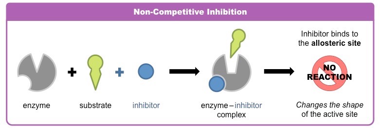 <p>it doesn’t enter the active site, instead it binds to a site elsewhere on the enzyme and its binding changes the shape so the active site no longer fits the substrate</p>