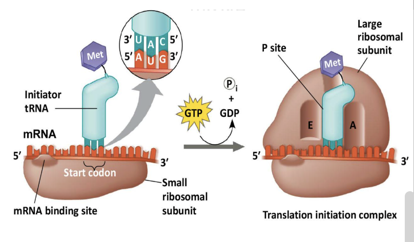 <p>Assembly step that brings mRNA, initiator tRNA, and 2 subunits of the ribosome together</p><ol><li><p>mRNA binds the small ribosomal subunit</p></li><li><p>Start codon is located</p></li><li><p>Initiator tRNA binds to start codon</p></li><li><p>Energy is used to recruit and bind large ribosomal subunit</p></li></ol><p></p>