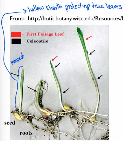 <p>What is coleoptile?</p>