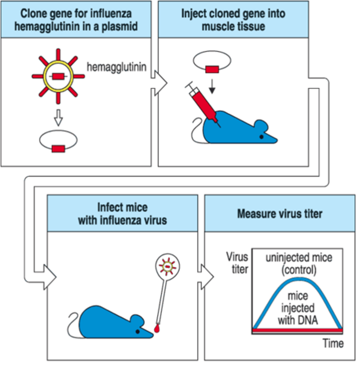 <p>A vaccine made from the DNA of a pathogen but does not have disease-causing capability.</p>