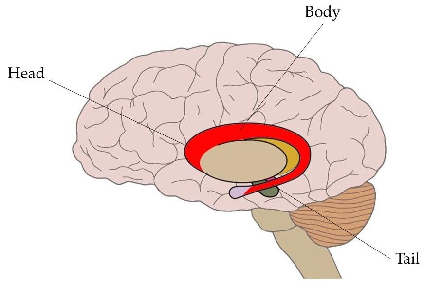 <p><span style="font-family: Google Sans, Roboto, Arial, sans-serif">-C-shaped structure deep within the brain, consisting of a large head, a body, and a thin tail, and is part of the basal ganglia</span></p><p><span style="font-family: Google Sans, Roboto, Arial, sans-serif">-primary functions include controlling voluntary movement, processing sensory information related to spatial orientation, and playing a role in cognitive functions like learning, memory, and reward processing</span></p>